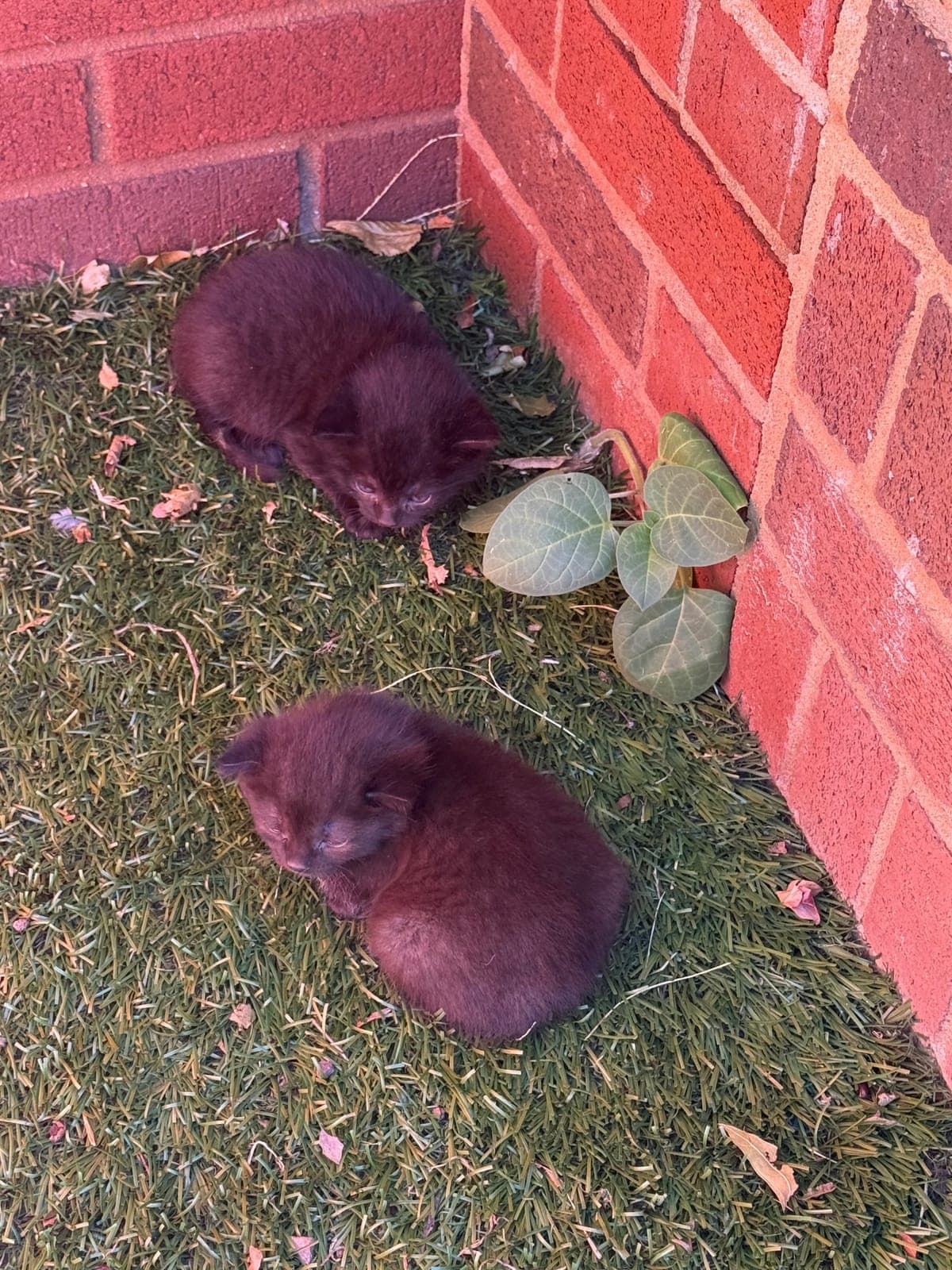Additional photo from ““Halloween Kittens” Surprise Montessori Students.”